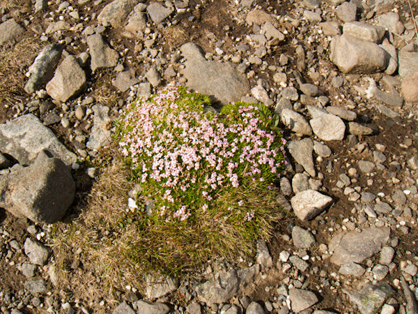 CRW_3716