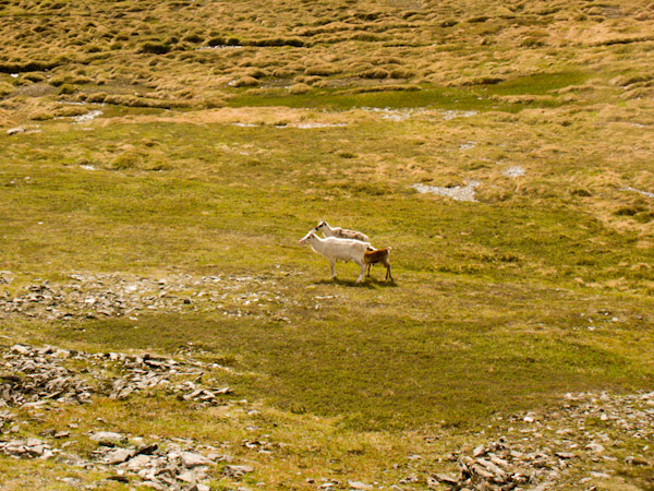 CRW_3718