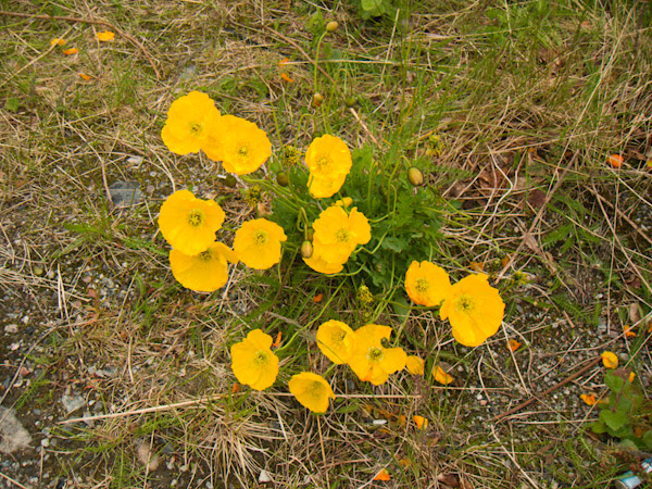 CRW_3767