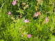 CRW_3762